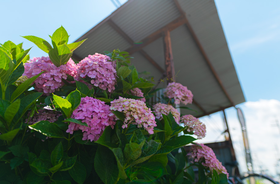 バス停のあじさい