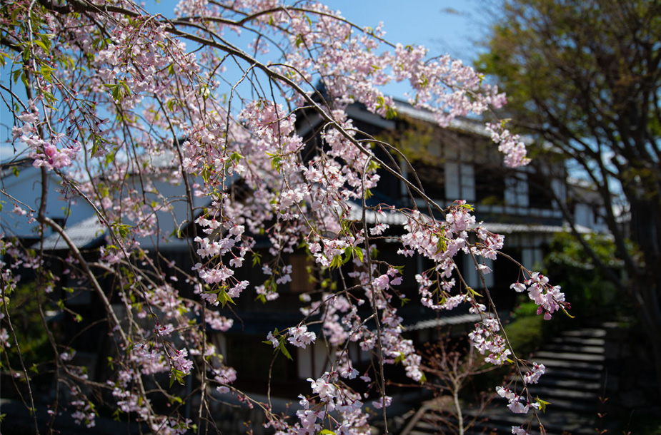 さくらを見納め