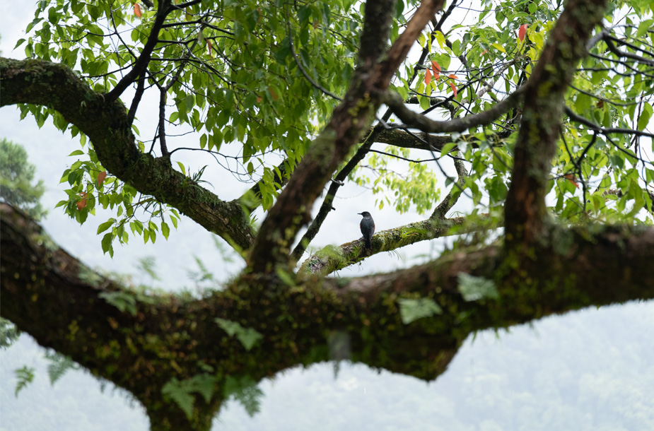 雨上がりを待つ