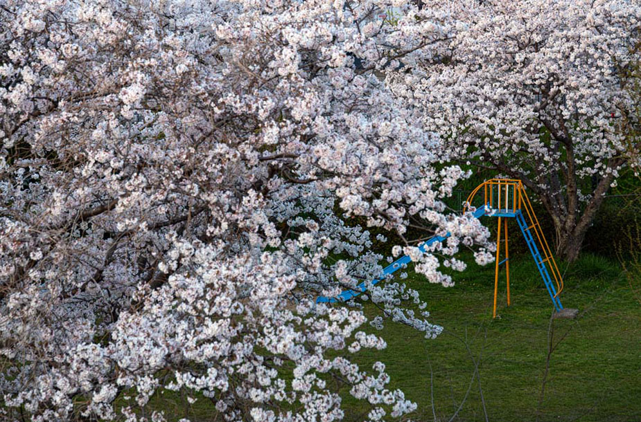 さくらの公園